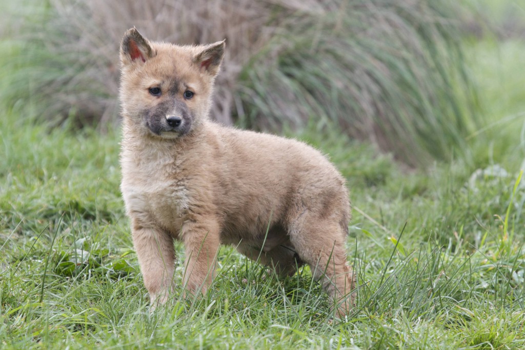 Dingo - dog or wolf? Or somewhere in-between?