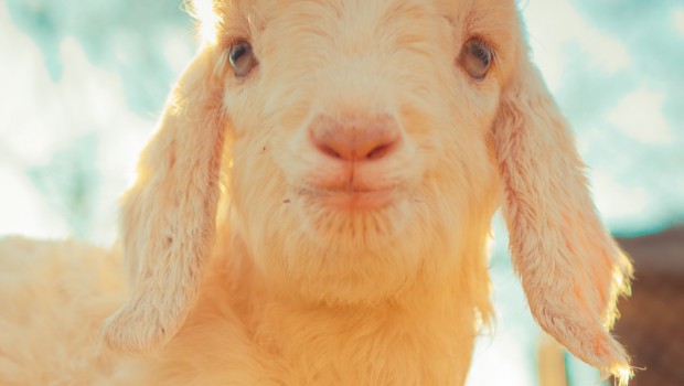 Do goats have emotions?