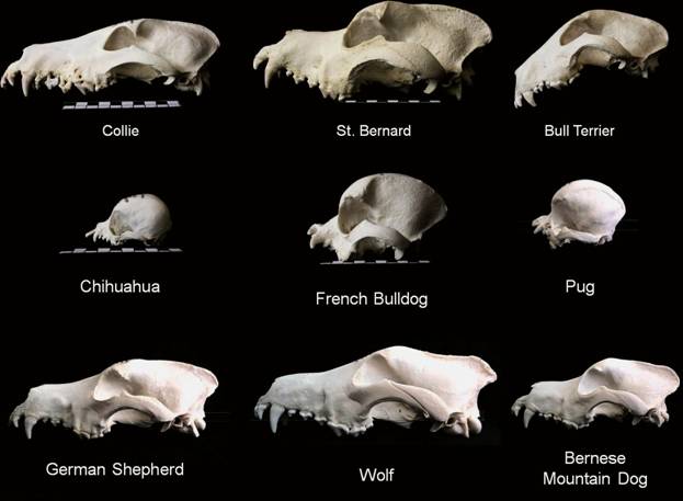 Dog vs wolf skull shapes