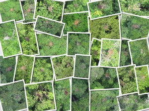 Drones in Conservation