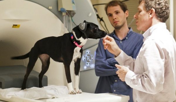Sit, Stay, Scan: How do dogs think?