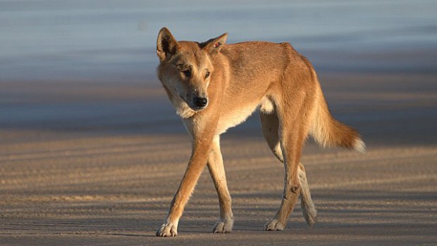 Is a dingo a dog or wolf?