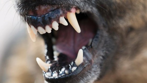 Understanding aggressive behaviour in dogs