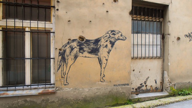 Street dogs of Bosnia