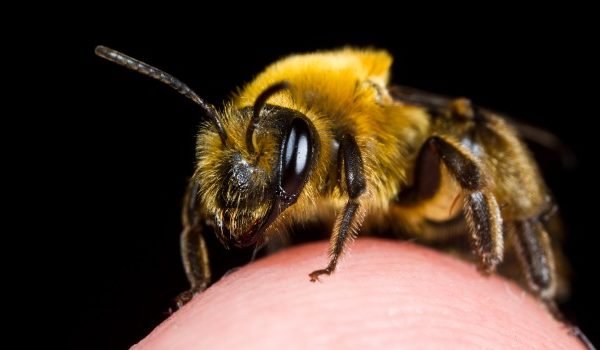 The importance of bees