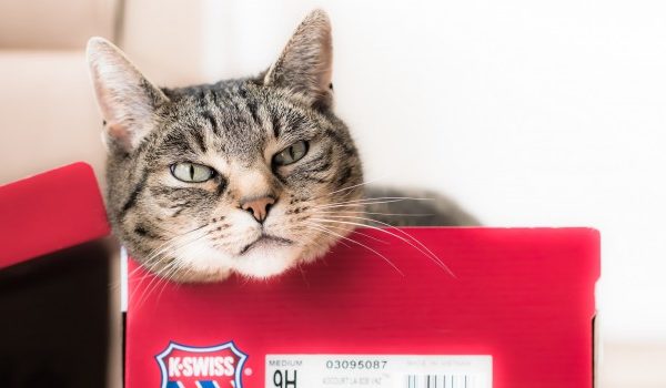 Why cats like boxes