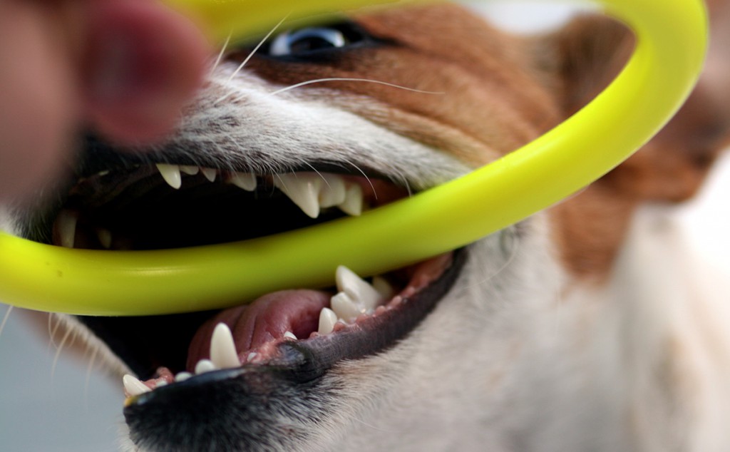Why do dogs bite? The science behind aggressive behaviour in dogs