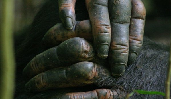 Gestures & communication: chimpanzees have a point