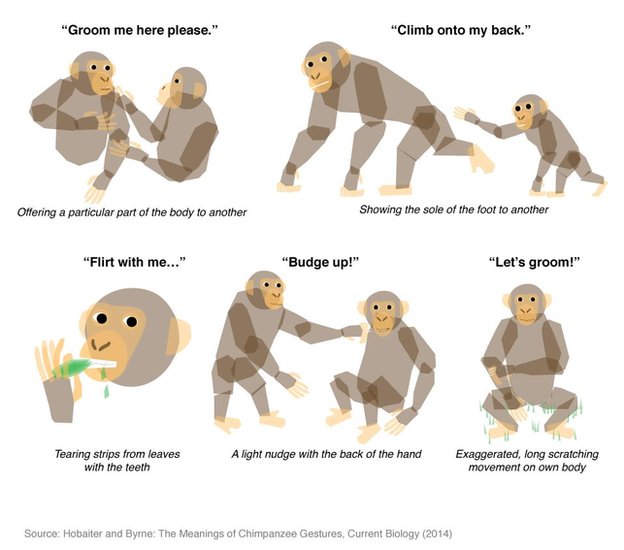 How chimpanzees communicate