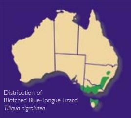 Distribution of Blotched Blue-Tongued Lizards