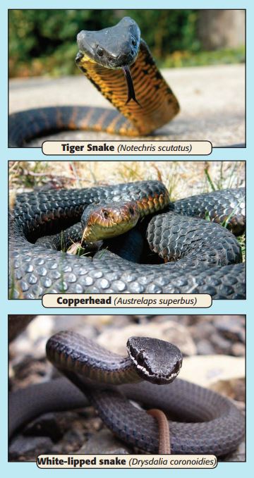 Types of Tasmanian Snakes