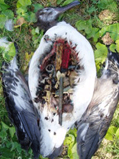 Plastic in the gut of an Albatross chick (courtesy of NOAA)