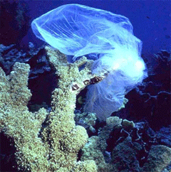 A plastic bag in the water can look remarkably like a jellyfish. (Photo courtesy NOAA)