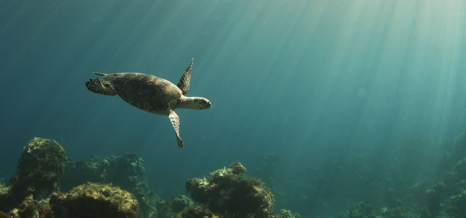 Threats to sea turtles in Australia