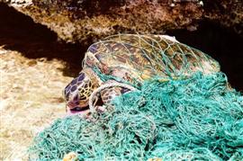 Turtle tangled in ghost net.