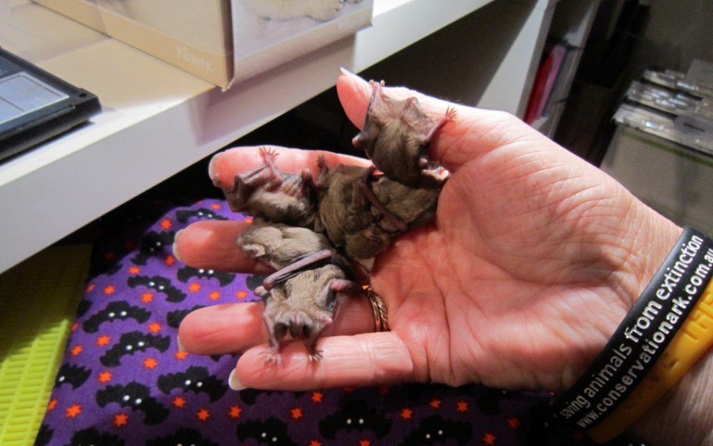 Western Broad-nosed Bat Pups