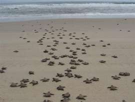 Loggerhead hatchlings released at Teewah Beach in  March 2009, courtesy of Lesley Eagles, EPA