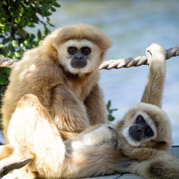 Animals who mate for life - Pair of Gibbons